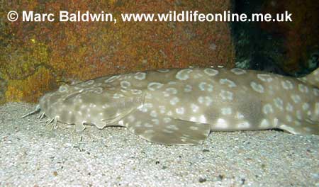 Spotted Wobbegong, 
 Mark Baldwin, Wildlife Online