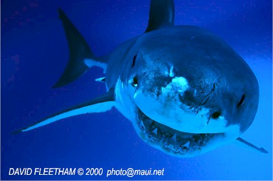 White Shark (Carchodon carcharias)
 David Fleetham david@davidfleetham.com