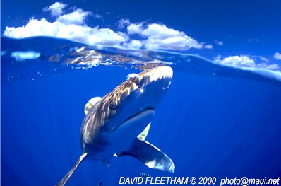 Oceanic Whitetip (Carcharhinus longimanus)
 David Fleetham david@davidfleetham.com