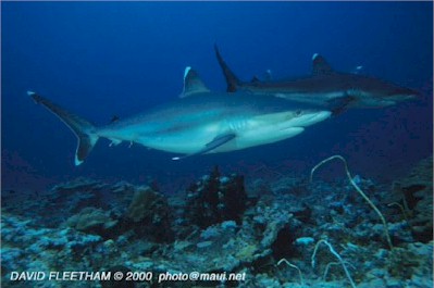 Silvertip Sharks (Carcharhinus albimarginatus)
 David Fleetham david@davidfleetham.com