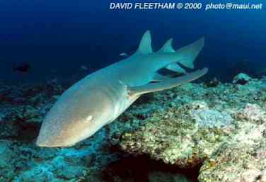 Tawny Nurse Shark (Nebrius ferrugineus)
 David Fleetham david@davidfleetham.com