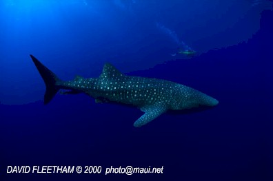 Whale Shark (Rhincodon typus)
 David Fleetham david@davidfleetham.com