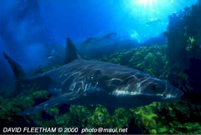 White Shark (Carcharodon carcharias)
 David Fleetham david@davidfleetham.com