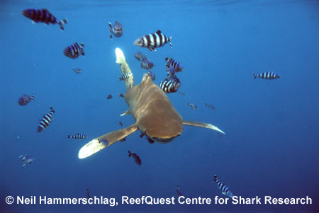 Oceanic Whitetip 
 Neil Hammerschlag, ReefQuest 
Centre for Shark Research