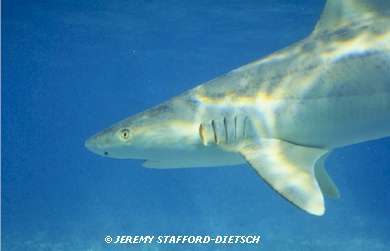 Blacknose Shark (Carcharhinus acronotus)
 Jeremy Stafford-Deitsch
