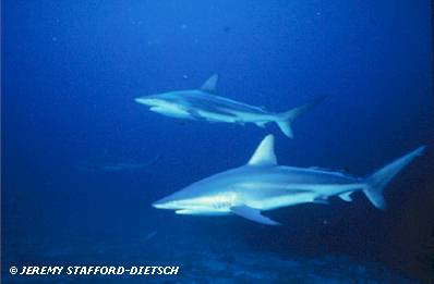 Blacktip Shark (Carcharhinus limbatus)
 Jeremy Stafford-Deitsch