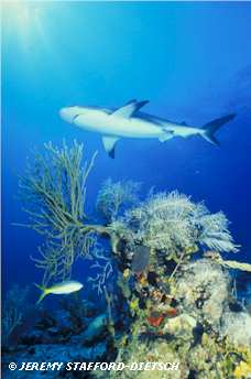 Caribbean Reef Shark (Carcharhinus perezi)
 Jeremy Stafford-Deitsch