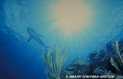 Caribbean Reef Shark (Carcharhinus perezi)
 Jeremy Stafford-Deitsch