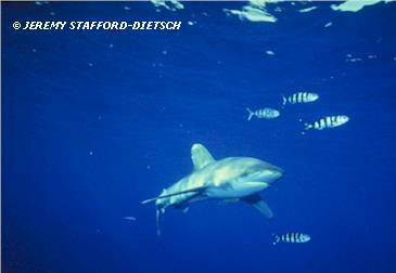 Oceanic Whitetip (Carcharhinus longimanus)
 Jeremy Stafford-Deitsch