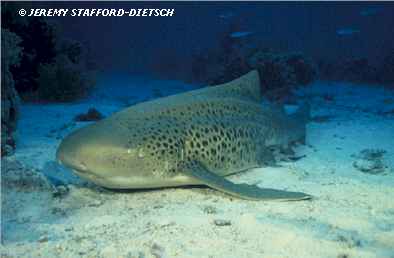 Zebra Shark (Stegostoma varium)
 Jeremy Stafford-Deitsch
