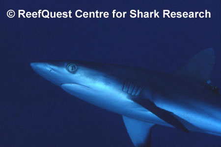 C.amblyrhinchos,
 R.Aidan Martin, ReefQuest 
Centre for Shark Research