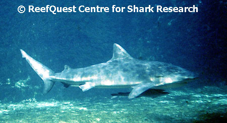 Carcharhinus leucas  R.Aidan Martin, 
ReefQuest Centre for Shark Research 
