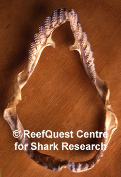 Jaws of a Frilled Shark
 Anne Martin, ReefQuest 
Centre for Shark Research