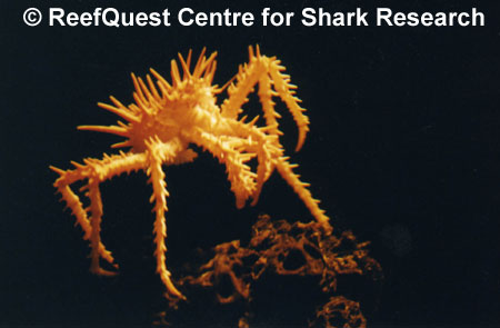 Deep-sea spider crab  Anne Martin, ReefQuest Centre for Shark Research