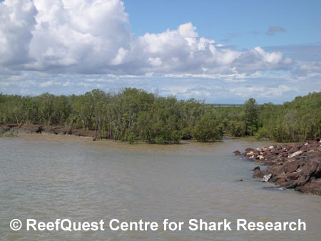Fitzroy River, Australia, 
 R.Aidan Martin, ReefQuest 
Centre for Shark Research