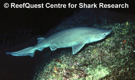 Sixgill Shark  R.Aidan Martin, 
ReefQuest Centre for Shark Research