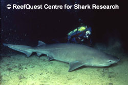 Sixgill Shark  R.Aidan Martin, 
ReefQuest Centre for Shark Research