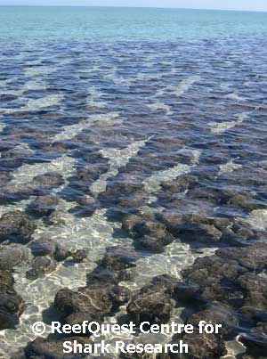 Stromatolites in Shark Bay WA 
 Anne Martin, Reefquest 
Centre for Shark Research