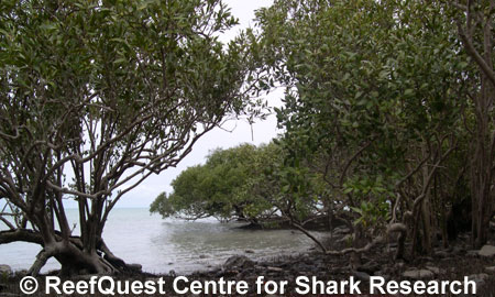 Estuary mangroves, 
 Anne Martin, ReefQuest 
Centre for Shark Research