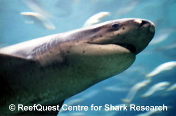 Broadnose Sevengill Shark 
 Anne Martin, ReefQuest 
Centre for Shark Research