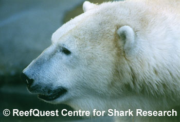 Polar Bear 
 Anne Martin, ReefQuest 
Centre for Shark Research