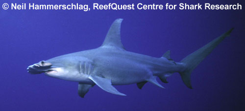 Great Hammerhead
 Neil Hammerschlag,
ReefQuest Centre for Shark Research