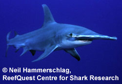 Great Hammerhead
 Neil Hammerschlag,
ReefQuest Centre for Shark Research