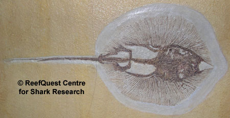Helibatis fossil 
 Anne Martin, ReefQuest 
Centre for Shark Research