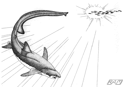Bigeye Threser Shark (Alopias superciliosus)