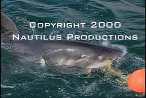 Biting White Shark  Nautilus Productions