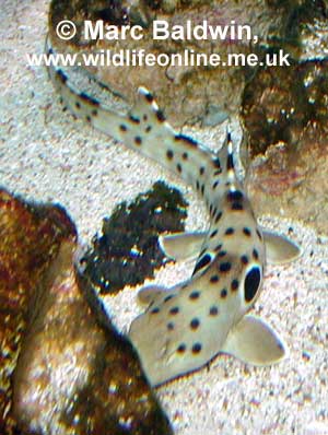 Juvenile Epaulette Shark 
 Mark Baldwin, www.wildlifeonline.me.uk