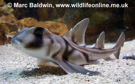 Young Port Jackson Shark, 