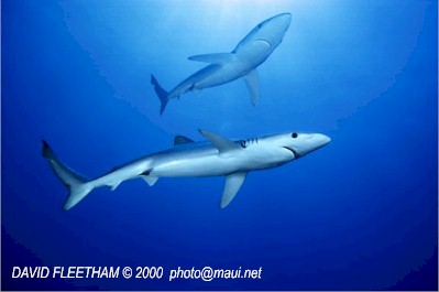 Blue Shark (Prionace glauca)
 David Fleetham david@davidfleetham.com