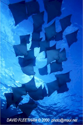 Golden Cownose Rays (Rhinoptera steindachneri)
 David Fleetham david@davidfleetham.com