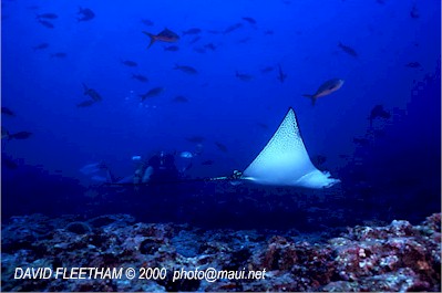 Spotted Eagle Ray (Aetobatus narinari)
 David Fleetham david@davidfleetham.com