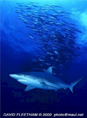 Grey Reef Shark (Carcharhinus amblyrhynchos)
 David Fleetham david@davidfleetham.com