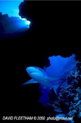 Grey Reef Shark (Carcharhinus amblyrhynchos)