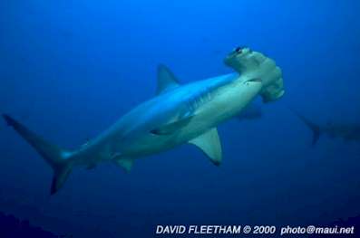 Scalloped Hammerhead (Sphyrna lewini)
 David Fleetham david@davidfleetham.com