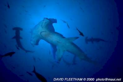 Scalloped Hammerheads (Sphyrna lewini)
 David Fleetham david@davidfleetham.com