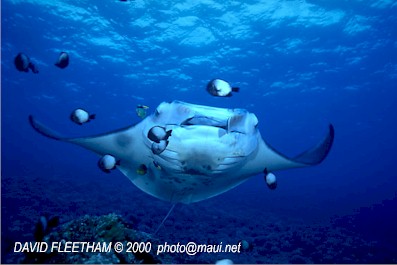 Manta Ray (Manta birostris)
 David Fleetham david@davidfleetham.com