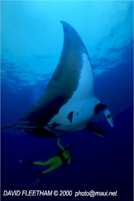 Manta Ray (Manta birostris)
 David Fleetham david@davidfleetham.com