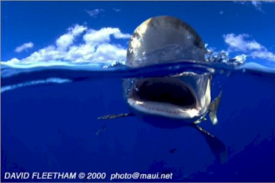 Oceanic Whitetip (Carcharhinus longimanus)
 David Fleetham david@davidfleetham.com