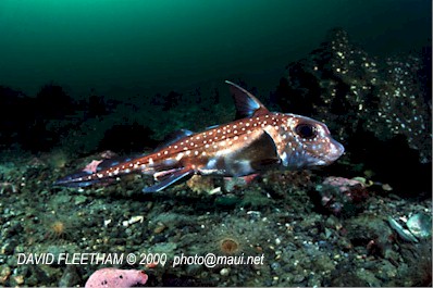 Spotted Ratfish (Hydrolagus colliei)
 David Fleetham david@davidfleetham.com