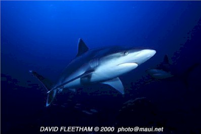 Silvertip Shark (Carcharhinus albimarginatus)
 David Fleetham  david@davidfleetham.com