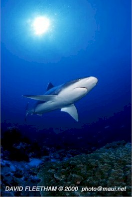 Silvertip Shark (Carcharhinus albimarginatus)