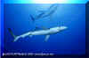 Blue Shark (Prionace glauca)
 David Fleetham david@davidfleetham.com