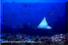 Spotted Eagle Ray (Aetobatus narinari)
 David Fleetham david@davidfleetham.com