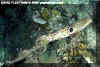 Epaulette Shark (Hemiscyllium ocellatum)
 David Fleetham david@davidfleetham.com