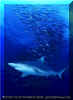 Grey Reef Shark (Carcharhinus amblyrhynchos)
 David Fleetham david@davidfleetham.com