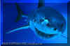 White Shark (Carchodon carcharias)  David Fleetham david@davidfleetham.com